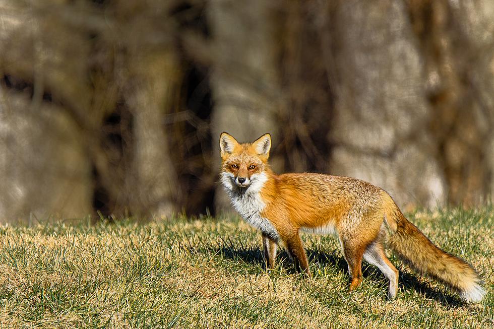 Multiple Fox Attacks In Rockland Prompt Warnings