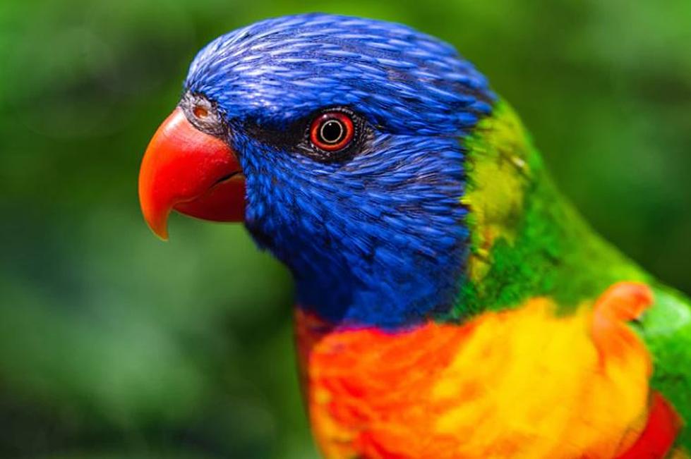 Meet 80 Colorful Parrots At A Maine Tropical Parrot Sanctuary