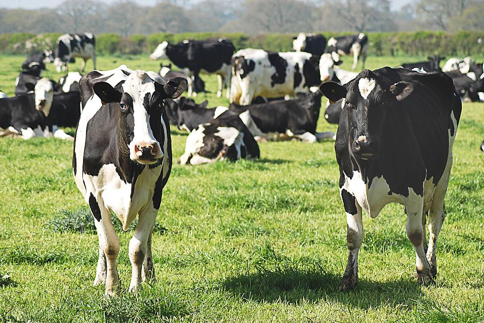 Maine Dairy Farmers Preparing For Loss Of Major Buyer