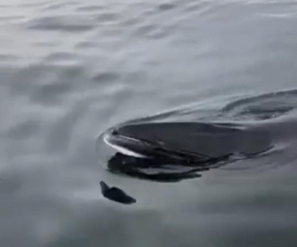 See Riveting Video Of Protected Whale Off Camden Maine Coast