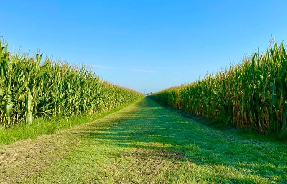 Maine Cornfield Maze Named The Best In The United States