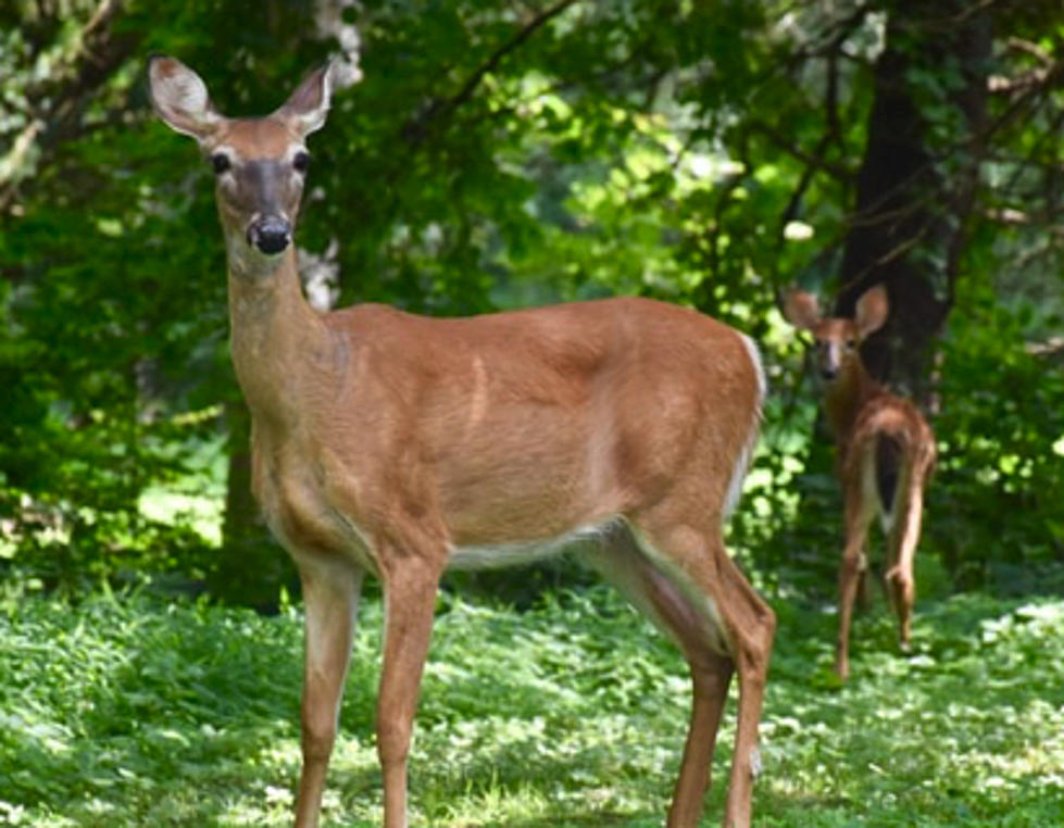 Here's What Maine Plans On Doing To Reduce The Deer Herd