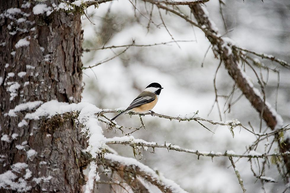 Turns Out, Watching Birds in Your Maine Backyard Could Actually Be a Big Help