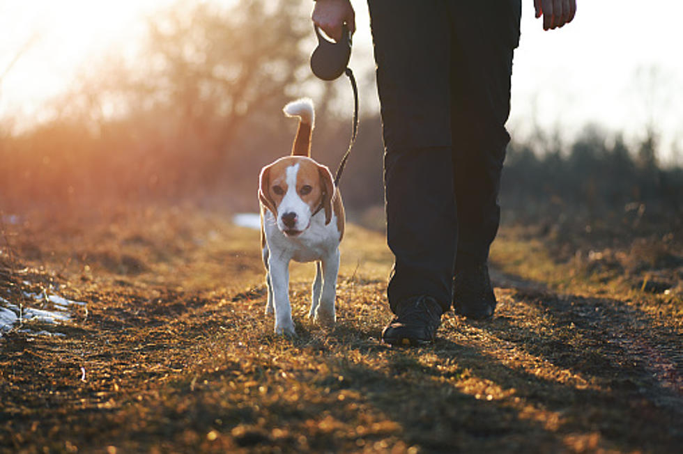 Best Year-Round Dog Walks Around Augusta, Maine