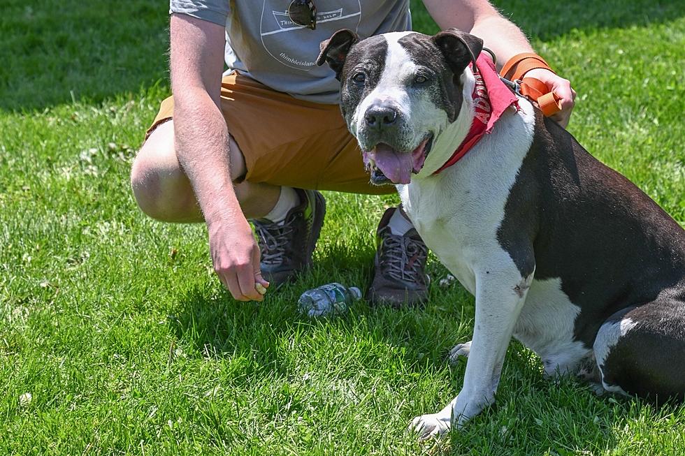 This Loving Pup Has Been at a Central Maine Shelter for 206 Days