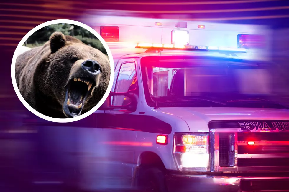 Bear Drags New England Man From Car Following Crash