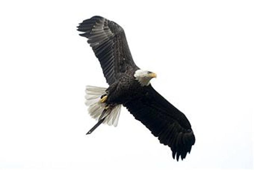 Bald Eagle Viewing In Northern Colorado