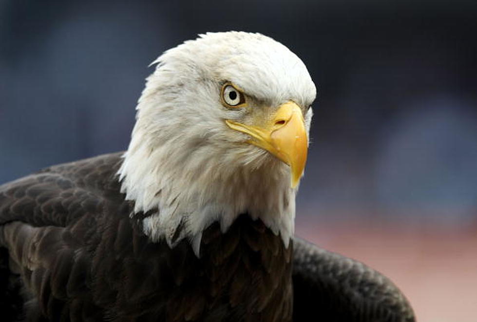 Colorado Bald Eagle Nest Attack Caught on Live Stream Video