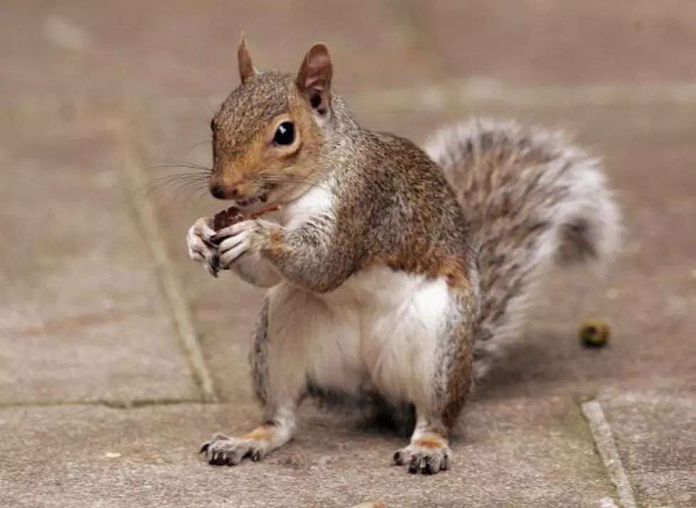 Today Is Squirrel Appreciation Day…Really!