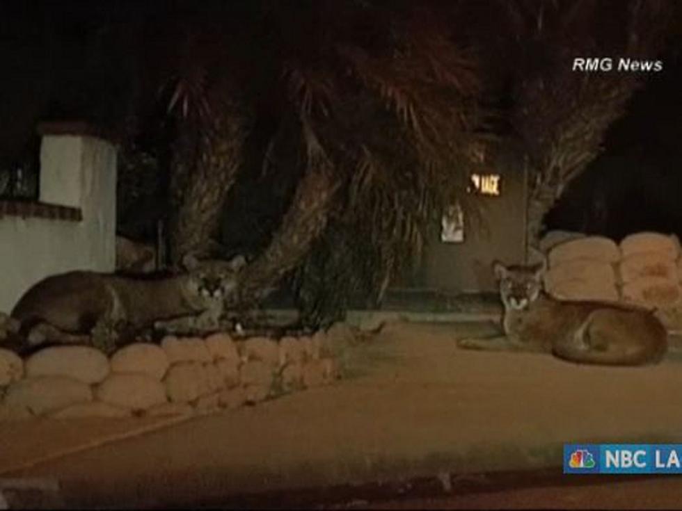 Giant Mountain Lions Treat Driveway Like It’s Their Living Room [VIDEO]