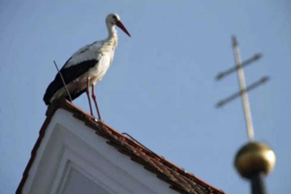 If Babies Come From Storks, Where Do New Ideas Come From?