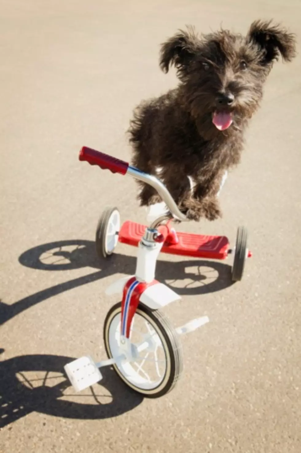 Can This Dog Ride a Tricycle? &#8211; Caption This Picture