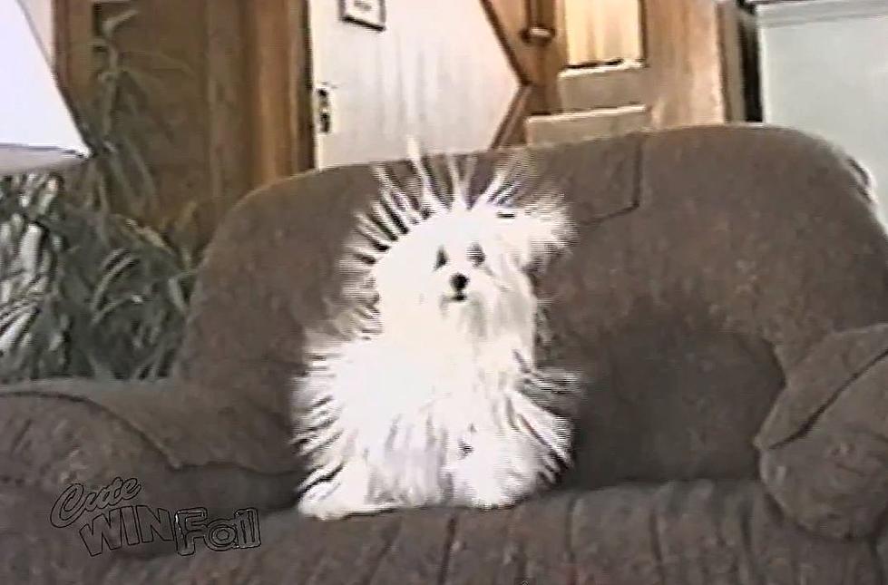 A Dog With Long Hair Meets Static Electricity: Super Cute! [VIDEO]