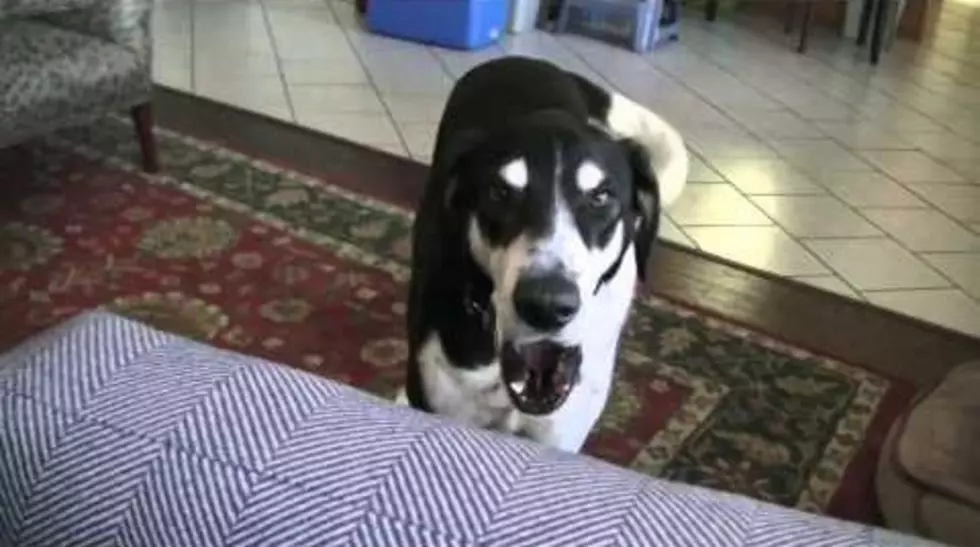 Hear How Excited This Dog Is About Getting a Cat [VIDEO]