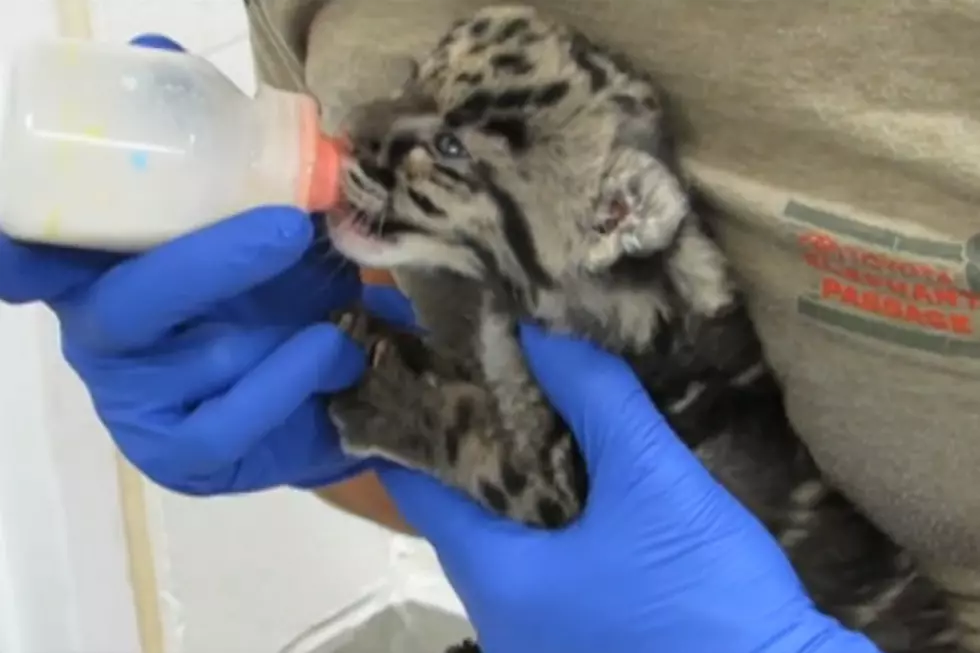Denver Zoo Gets an ADORABLE New Clouded Leopard Cub [VIDEO]