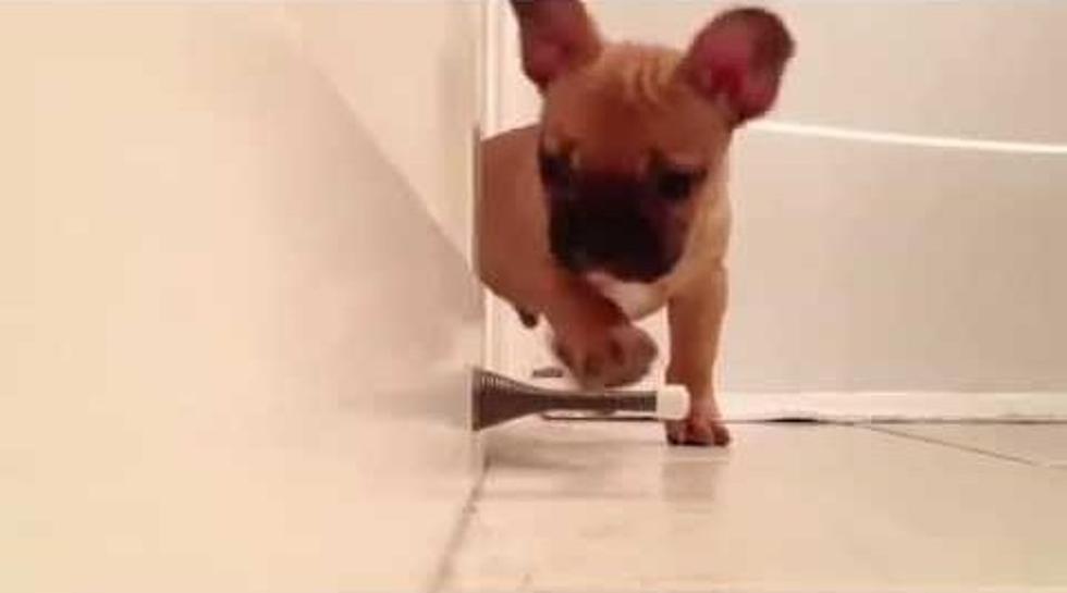 French Bulldog Puppy Discovers his First Door Stopper [VIDEO]