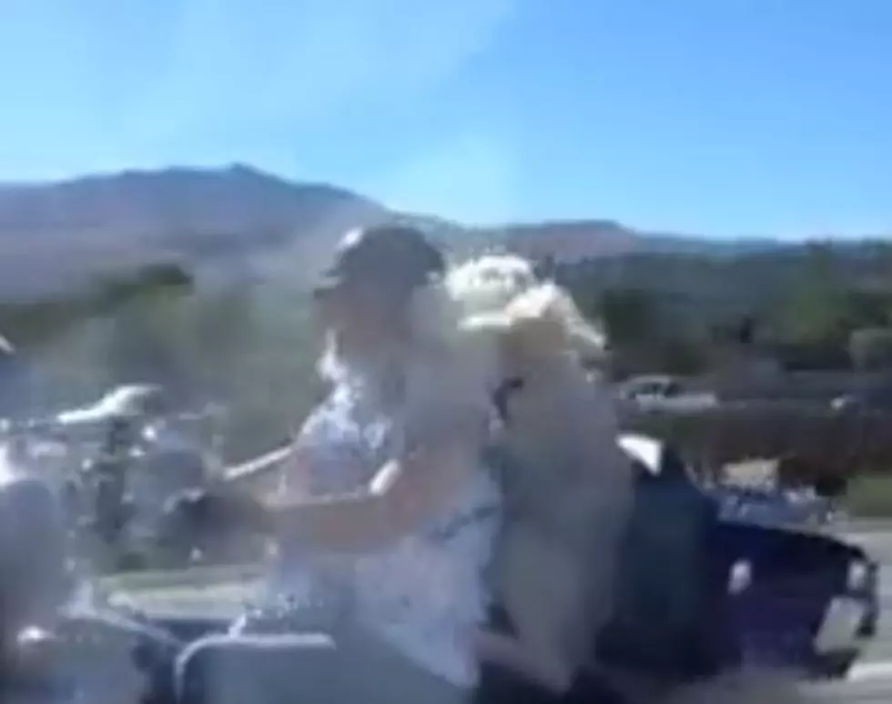 The Passenger on this Motorcycle Really is a Dog