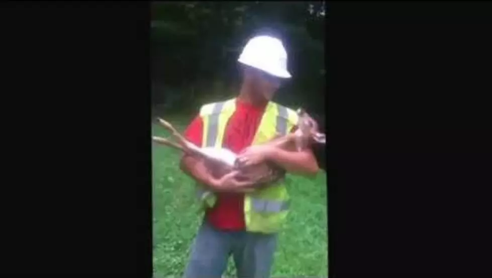 Baby Deer Falls in Love with a Construction Worker [VIDEO]