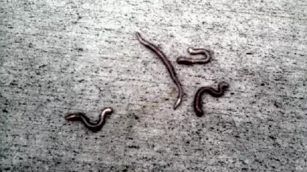 Throw Those Earthworms in Your Garden, Says CSU [Picture]