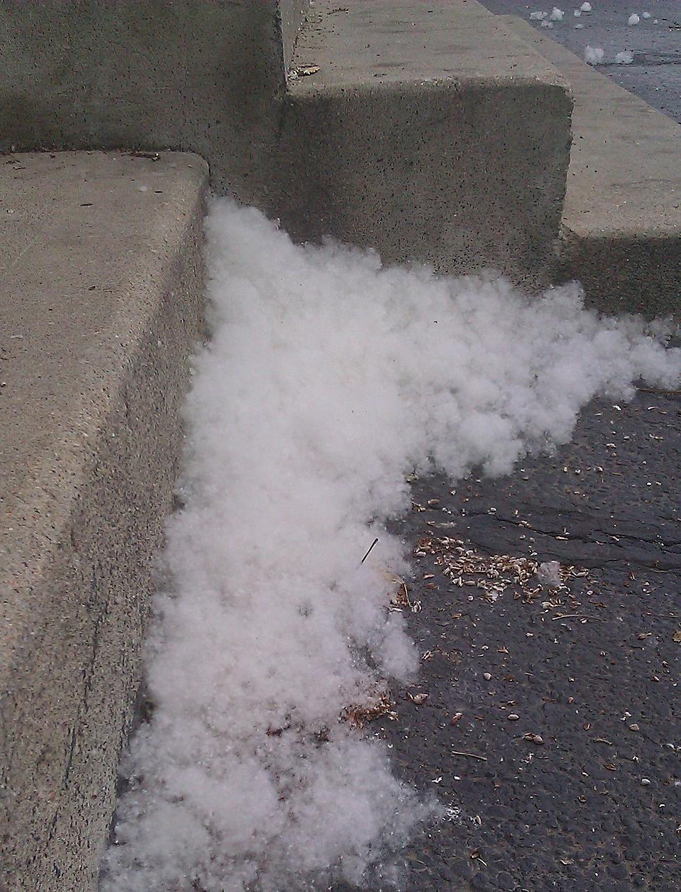 Snow or Cotton? It’s Annoying, But Does it Make You Sneeze? [Picture]