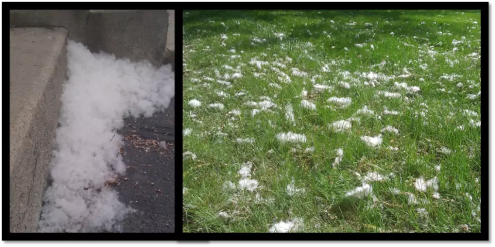Snow or Cotton? It&#8217;s Annoying, But Does it Make You Sneeze? [Picture]
