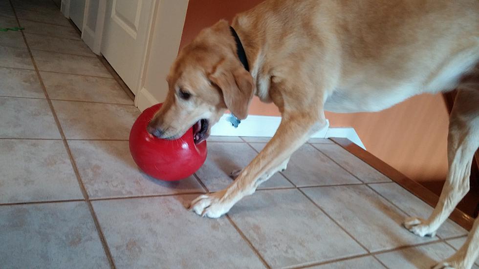 Jolly Ball is the Best Dog Toy of All Time, Ever! [Video]