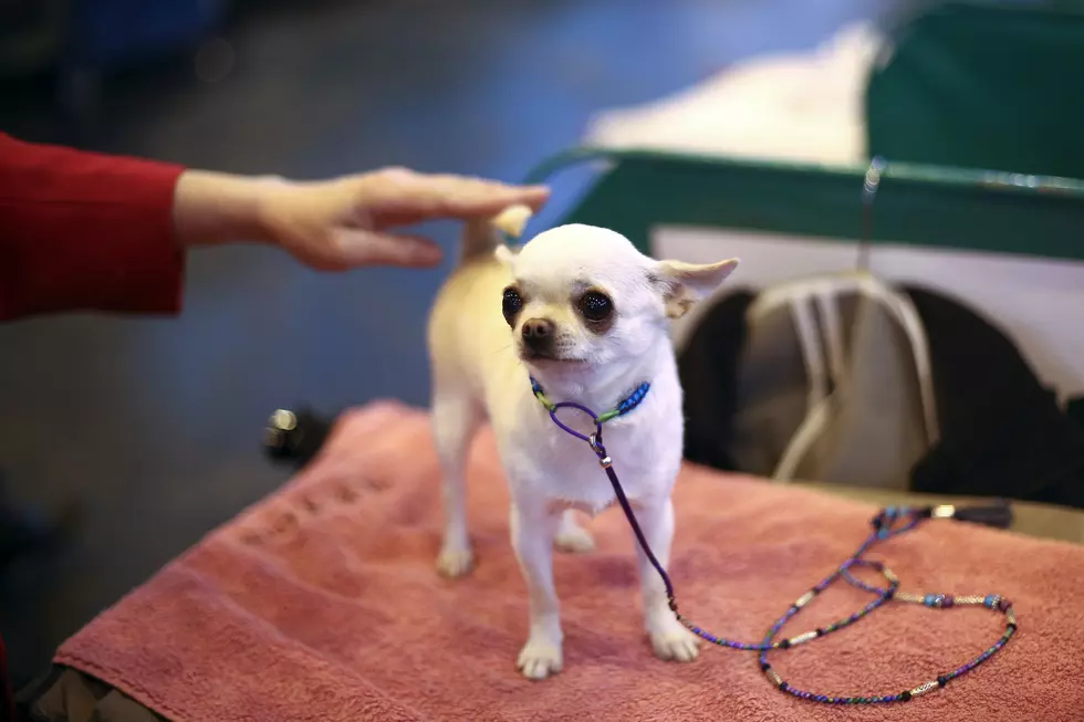 Get Your Chihuahua Spayed or Neutered for Just $20 in August [Picture]