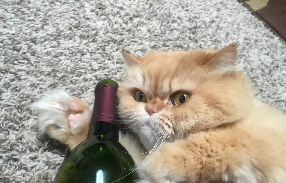 Denver Company Creates Wine for Cats