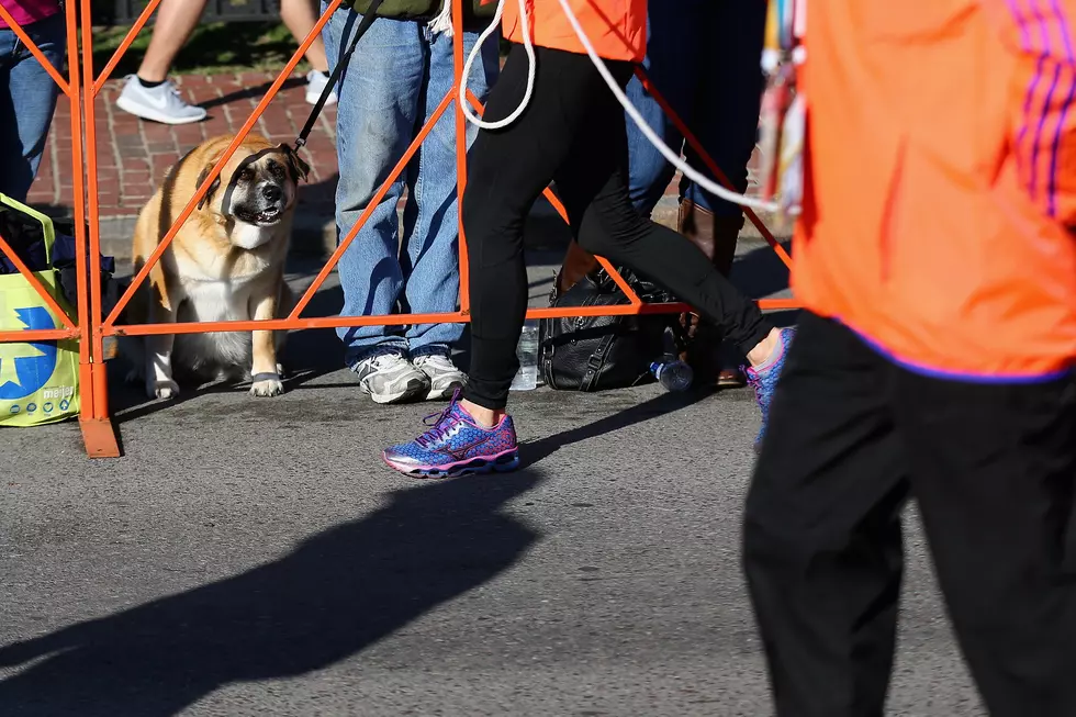 Run Fur Fun to Support Animal House in Fort Collins