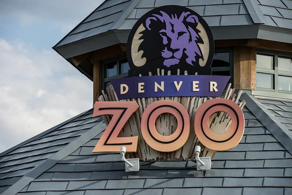 Denver Zoo’s Gibbons Start Each Morning Making a Weird Loud Noise