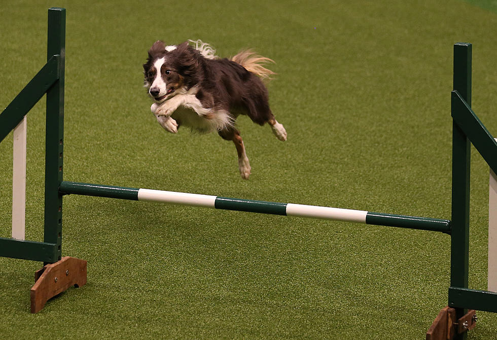 Sponsors Needed for Doggie Olympics Coming Up at City Park in Fort Collins