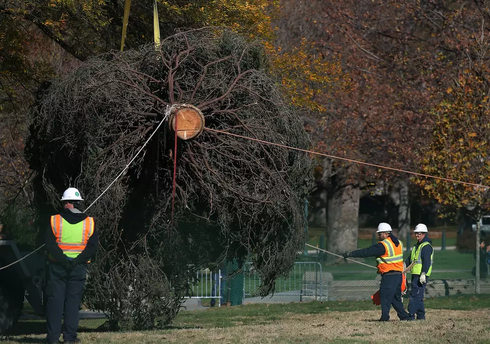 The National Christmas Tree Will Stop in Denver on Way To D.C.