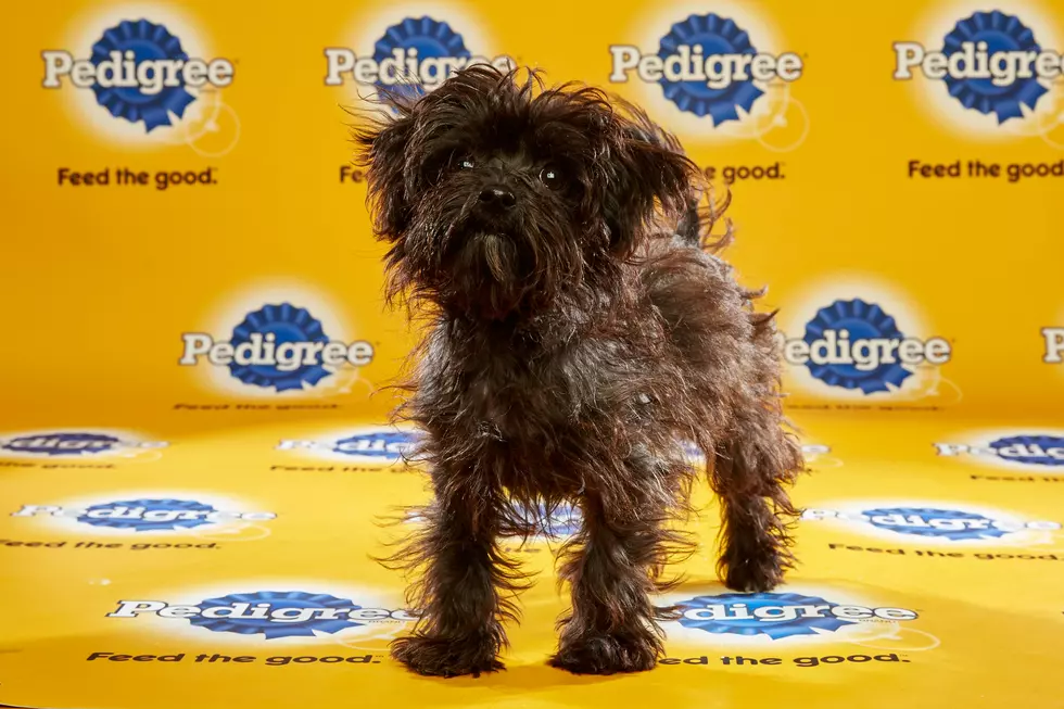 Puppy Bowl XIII to Feature Special Needs Dogs