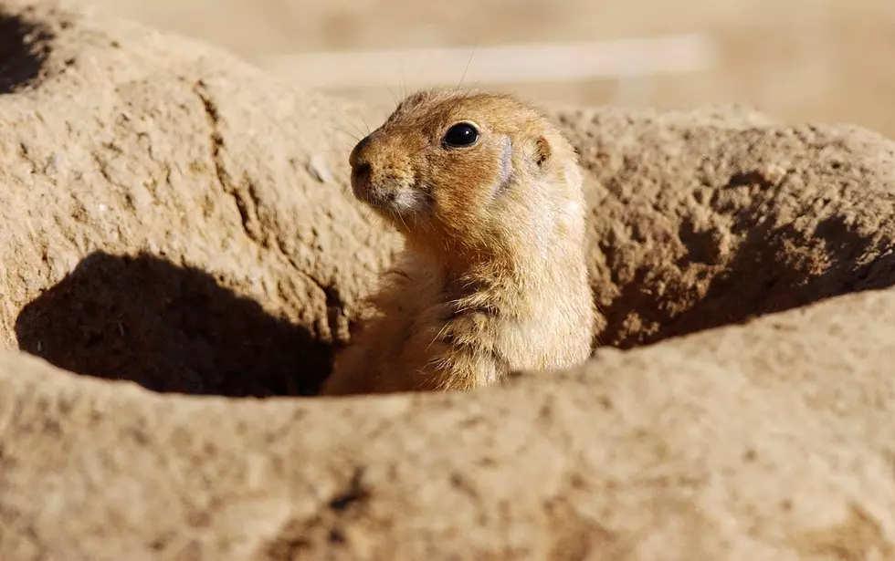 Larimer County to Evict Loveland Prairie Dogs to Turn Them Into Food for Raptors