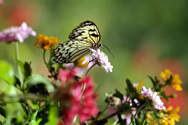 Permanent Butterfly House Coming to the Gardens on Spring Creek