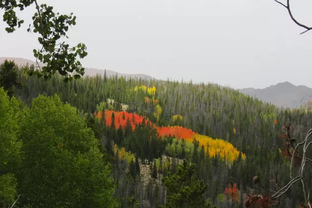 The Best Places for Fall Colors in Northern Colorado