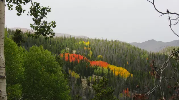 The Best Places for Fall Colors in Northern Colorado