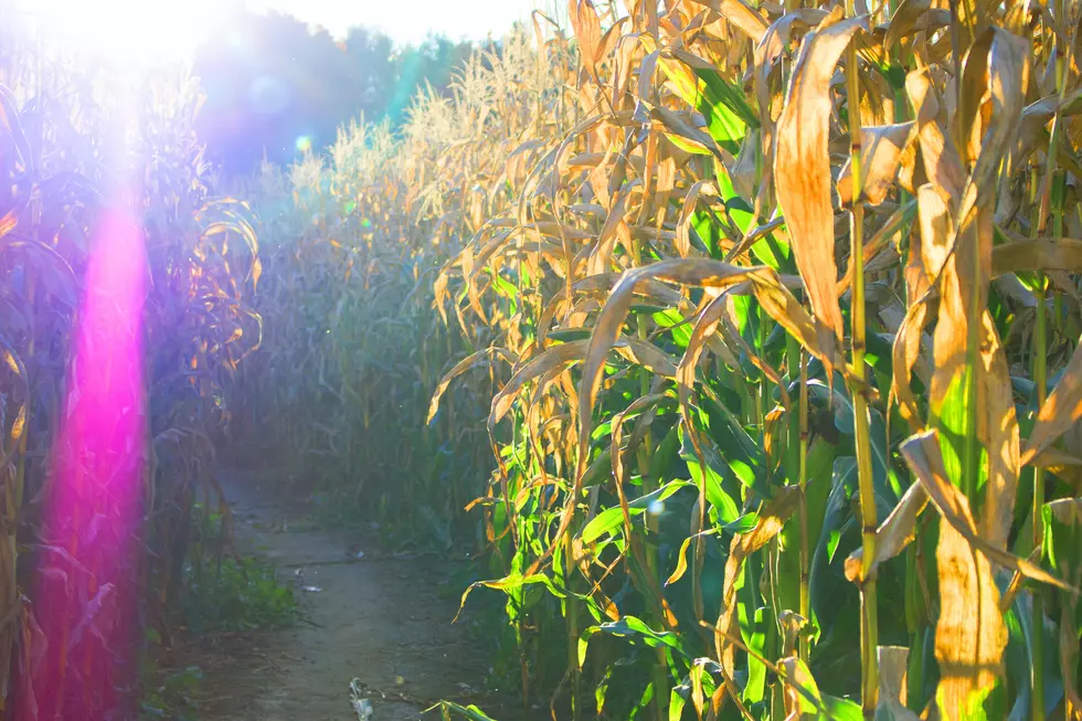 Utah Parents Forget 3-Year-Old at Corn Maze
