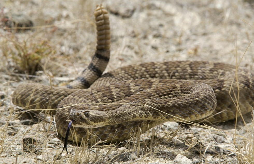 Rattlesnake Bite Kills Hiker in Colorado