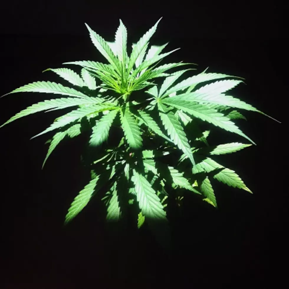 Colorado Kid Sues Jeff Sessions to Legalize Medical Marijuana