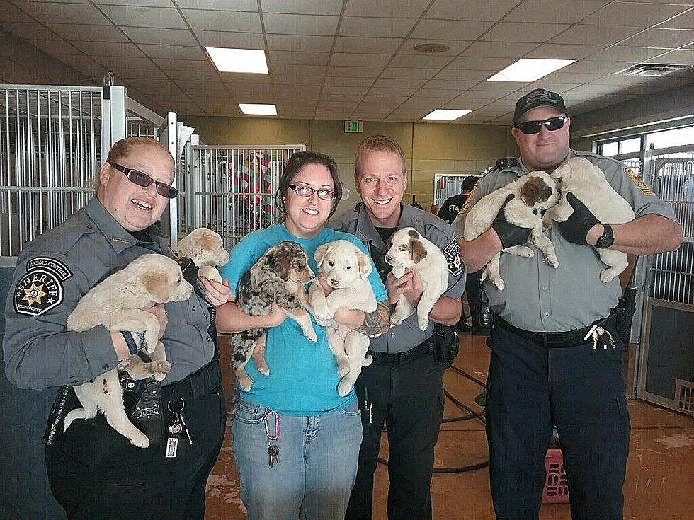 Weld County Sheriff&#8217;s Office Rescue Pack of Wandering Puppies