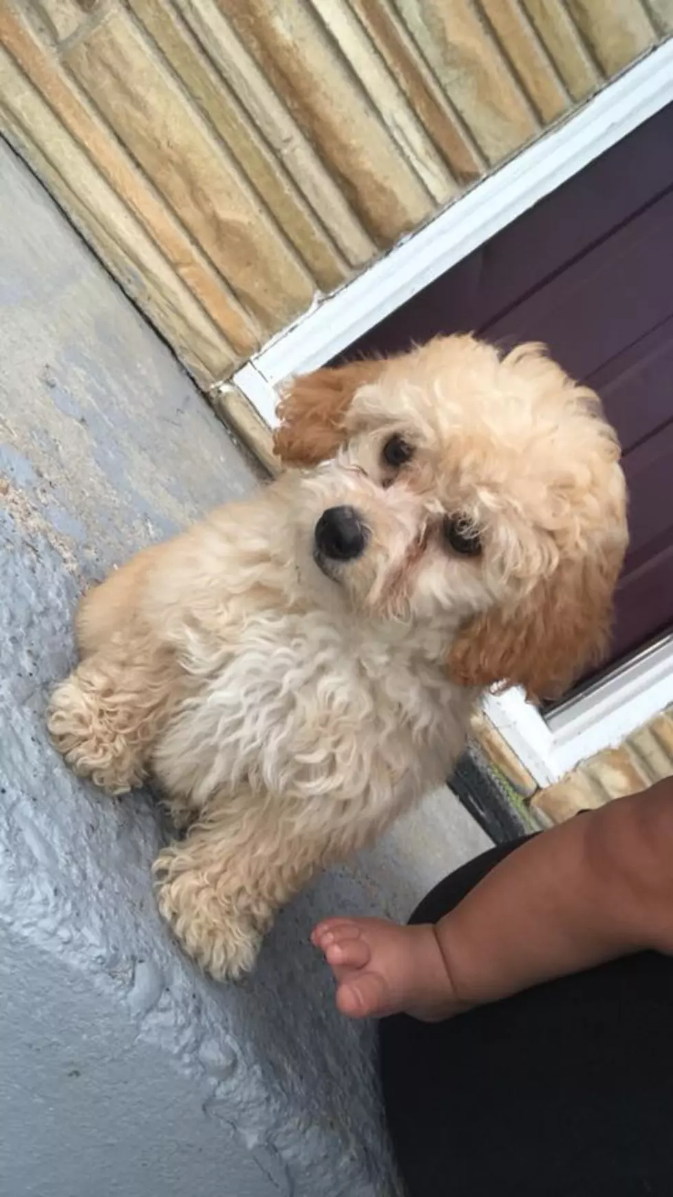Greeley Family Needs Help Finding Stolen Poodle Puppy