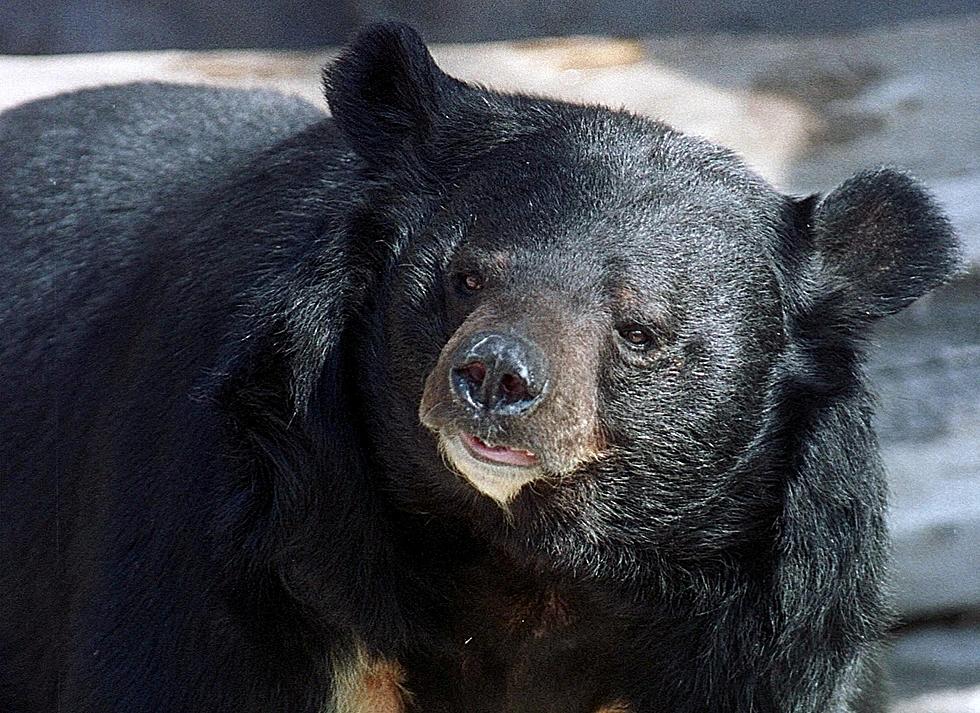 Estes Park Bears Tearing Up Unlocked Cars [Video]