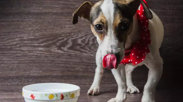 FDA Issues Recall and Warning: Do Not Feed Your Dog These Brands