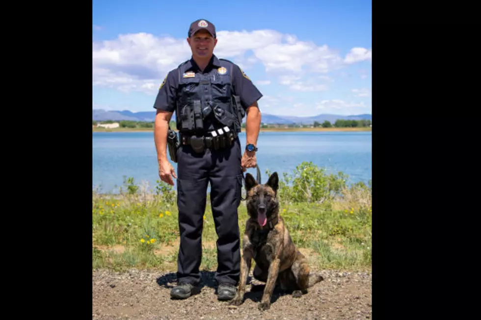 Larimer Sheriff Dog Now Equipped with Body Armor