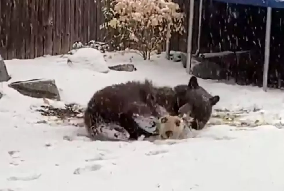 Bear in Boulder Backyard Frolics in Snow with Soccer Ball [Video]