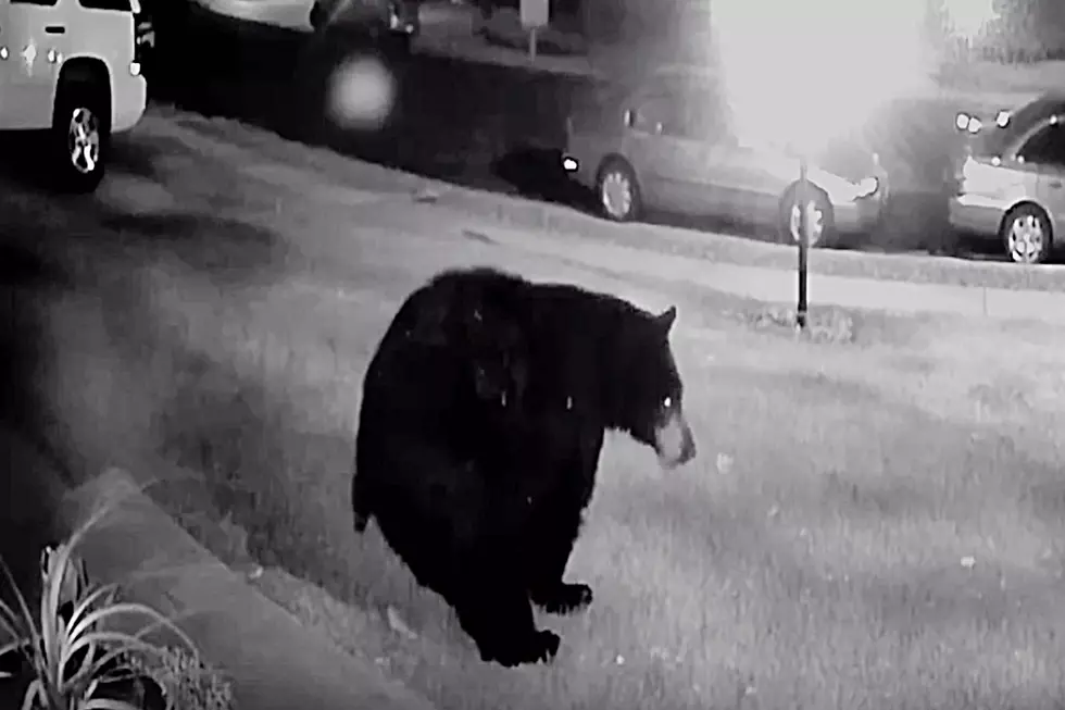Watch a Bear Leave a ‘Growler’ on Loveland Lawn; No Charmin Used