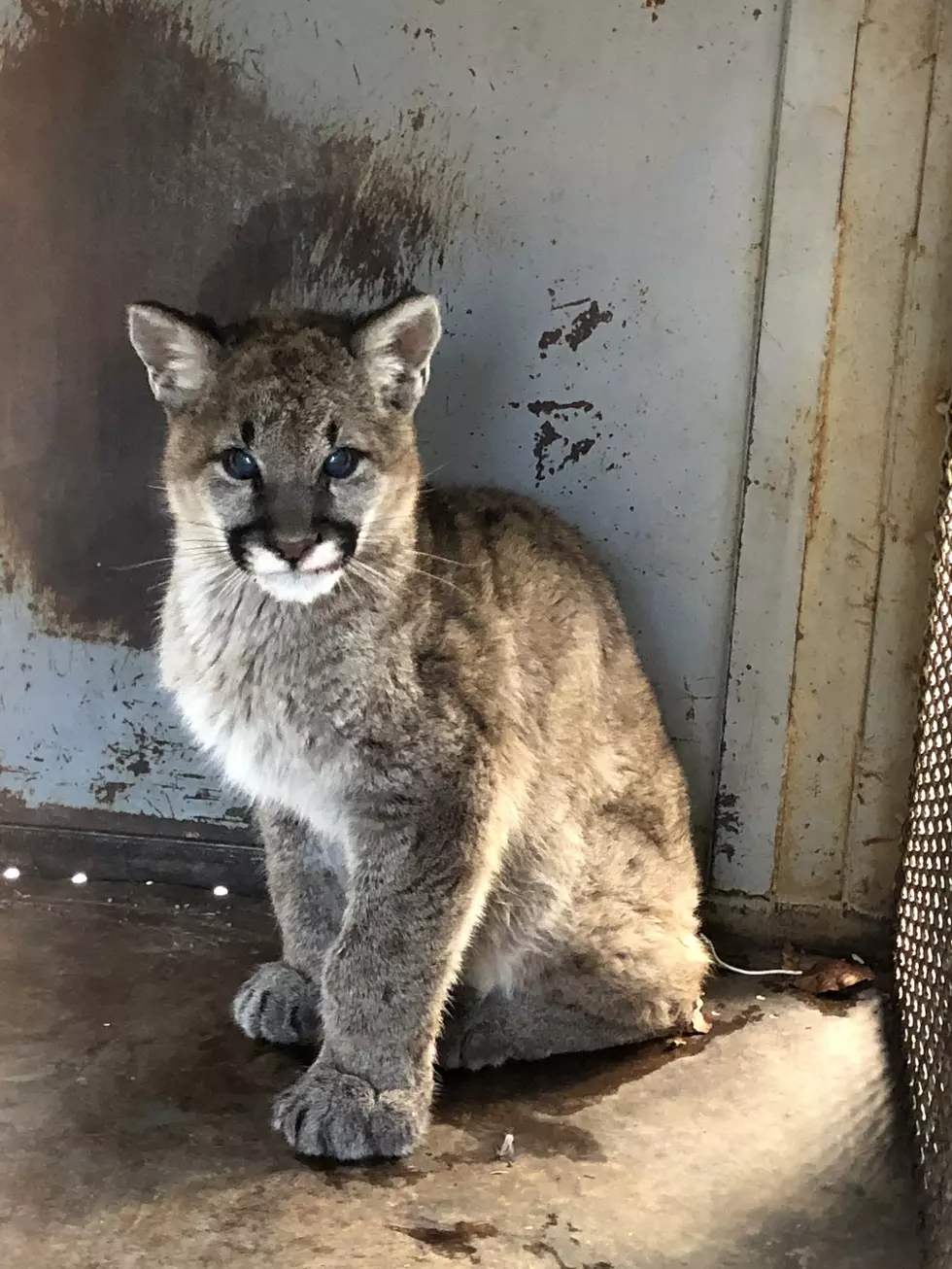 Colorado Parks & Wildlife Rescues Mountain Lion Kitten