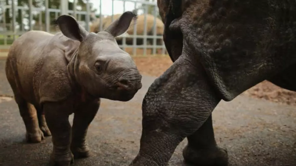 Denver Zoo Has a New Rhino &#8211; Help Them Choose Between 3 Names