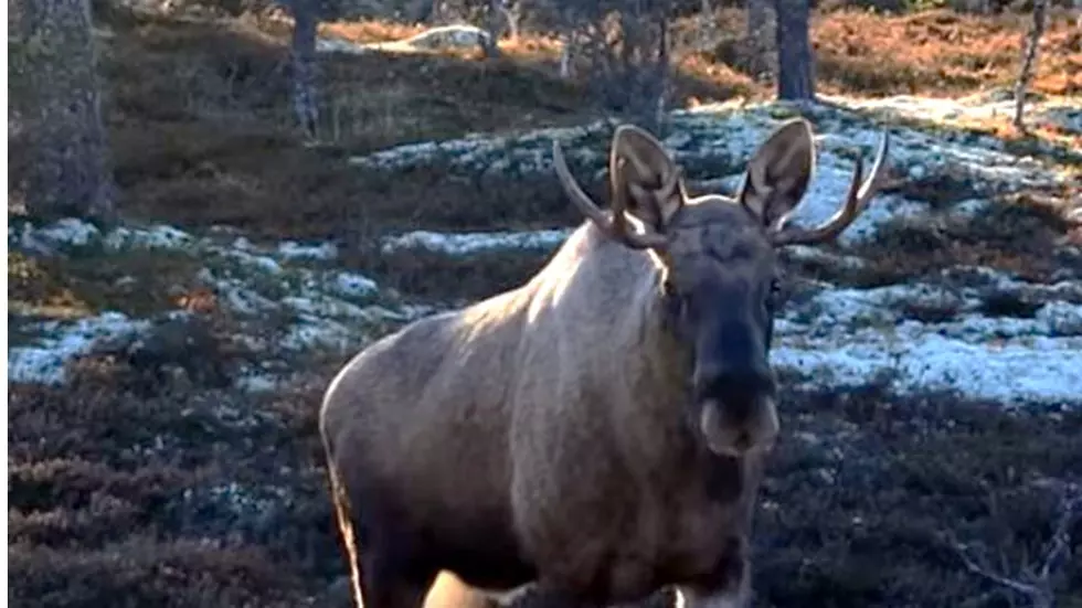 Breckenridge Woman Harasses Moose, Gets Injured; Moose Killed